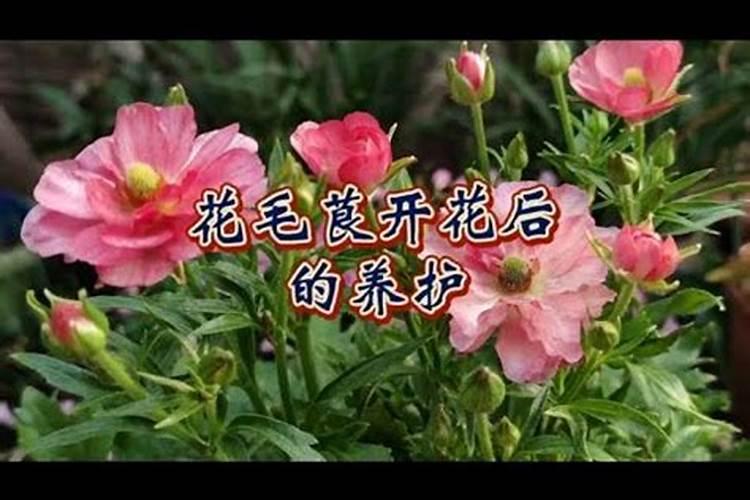 大岩桐不开花怎么办,追施磷钾肥并修剪密叶
