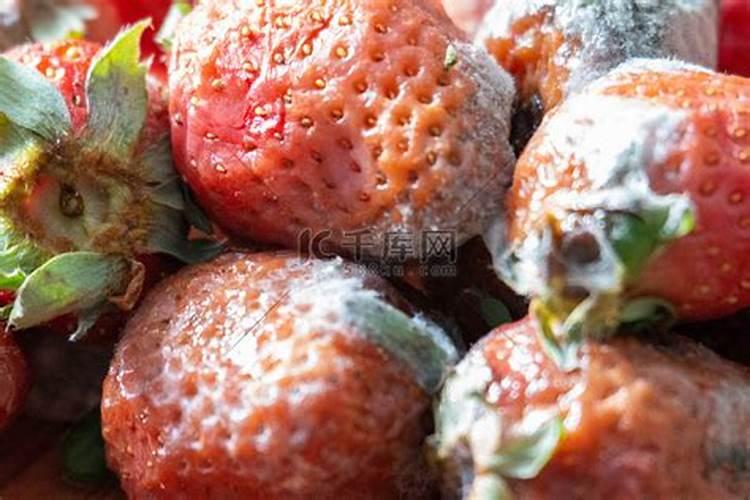 盆栽草莓自制肥料方法