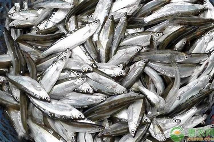 金鱼饲料买多少钱一斤好