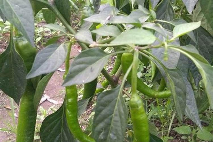 下雨前一天可以给辣椒打叶面肥吗？