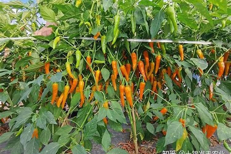 花椒开花授粉需要施肥,配制叶面肥的方法有哪些？