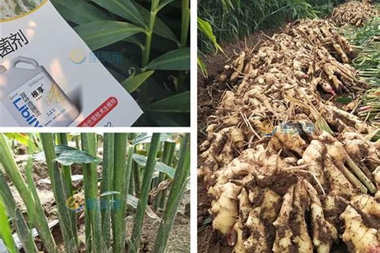 生姜用哪种水溶肥效果好？生姜什么时候用肥比较好？
