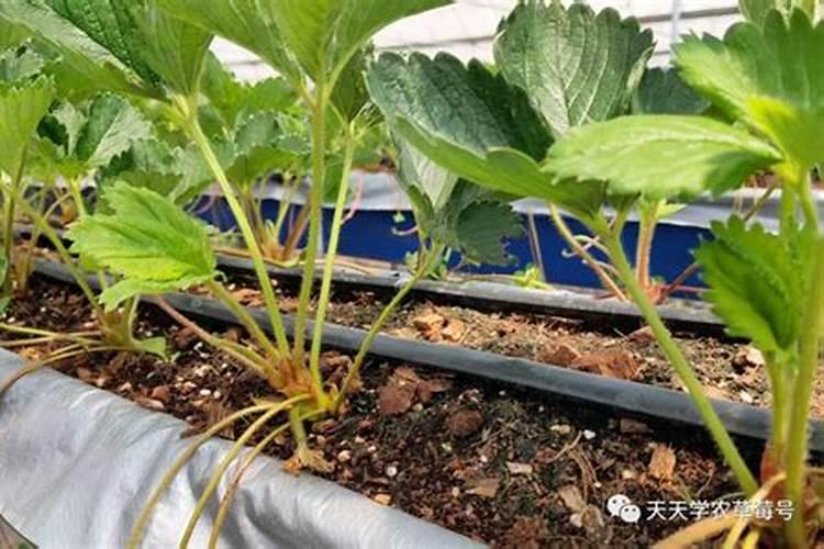 草莓要施什么肥料