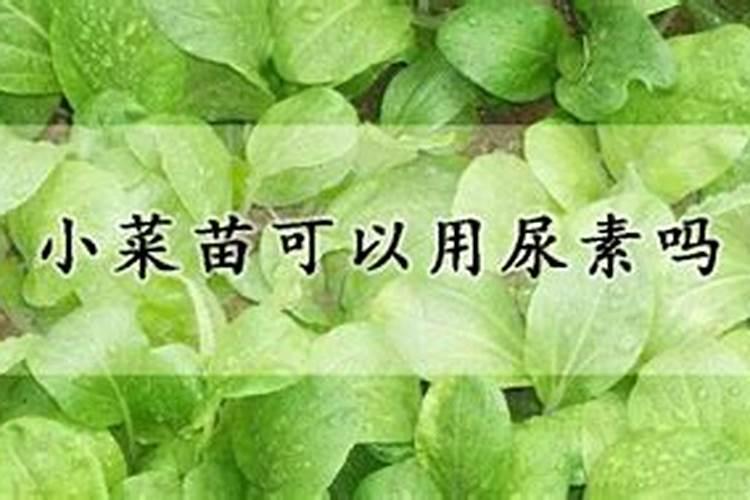 青菜施肥用复合还是尿素