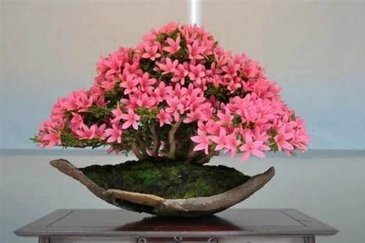 杜鹃花可以施钾肥吗