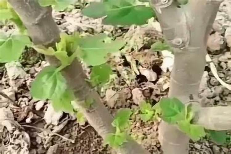 柚子施肥注意哪些事项