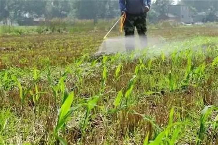 玉米一次性施肥氮磷钾怎么配合