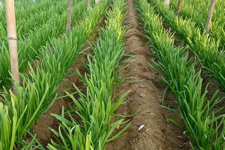 种韭菜施什么肥好