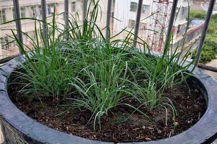 种韭菜用什么肥料最好