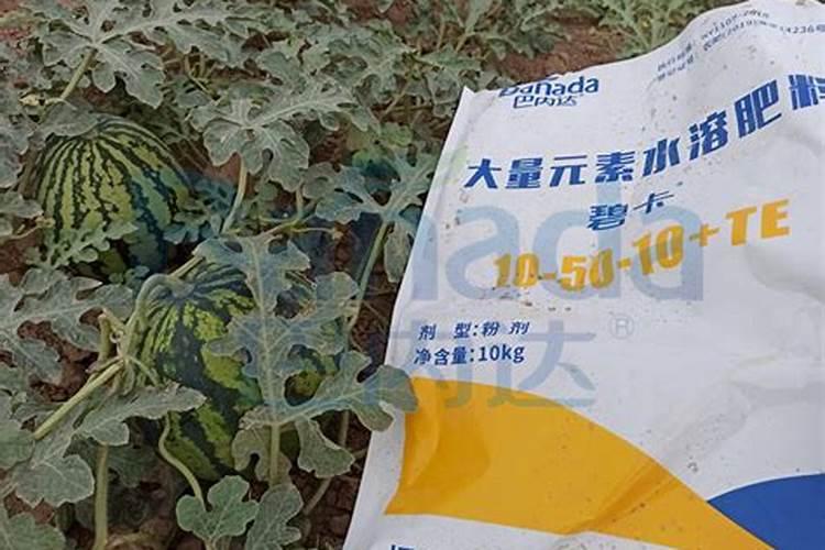 想让西瓜甜度很高,需要施用什么肥料？