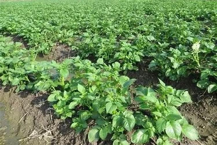 马铃薯微型薯肥料过量造成肥害怎么治疗及方法