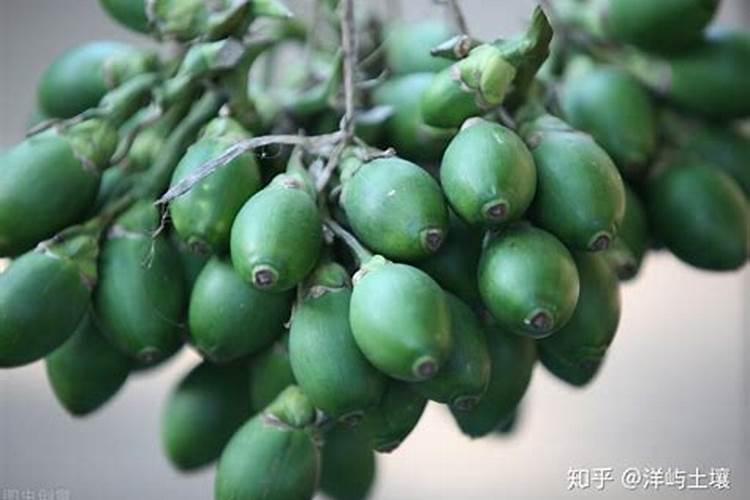 硼砂对槟榔树有什么作用