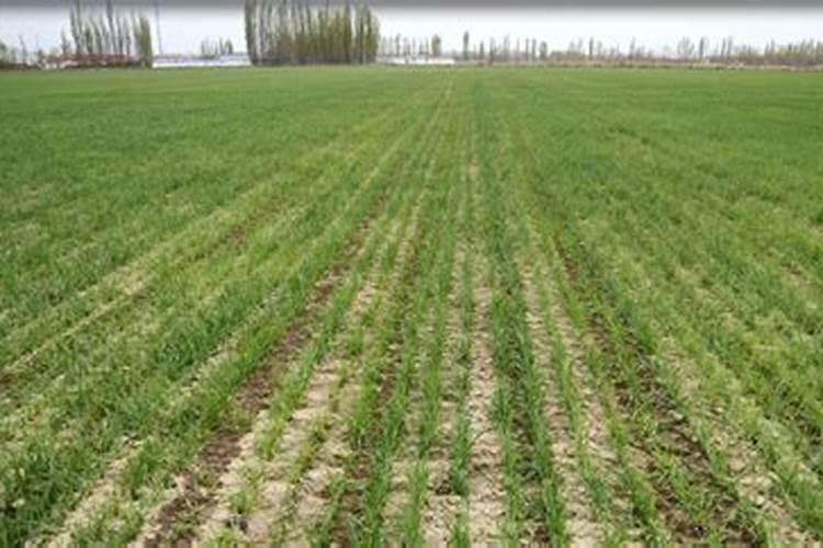 小麦压冻水时施氮肥好还是返青水施氮肥好？