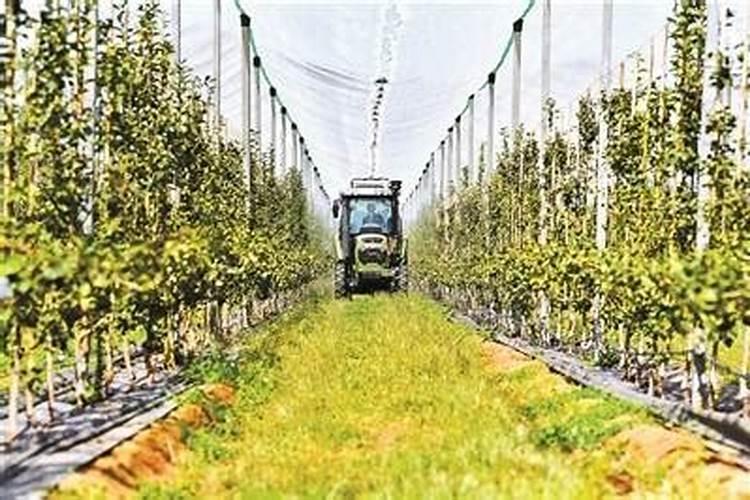 2020年江苏梨产业发展趋势