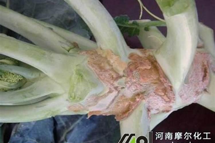 西兰花出现黄化米粒的问题要怎么处理才好