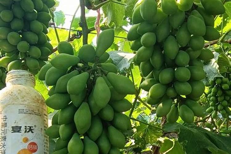 钙肥的特点？正确的补钙方法？果树补钙用什么叶面肥？