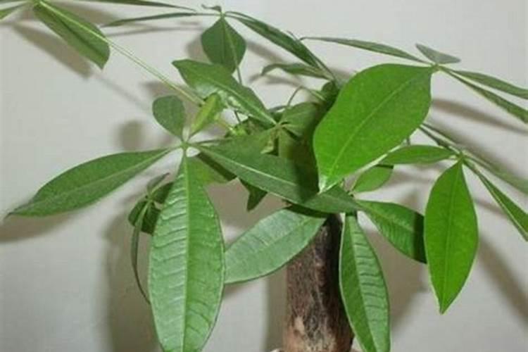 如何给发财树施氮肥