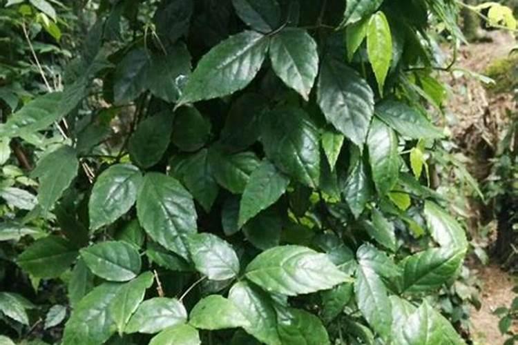 这些作物怎么使用鱼蛋白肥？千万别施错了!