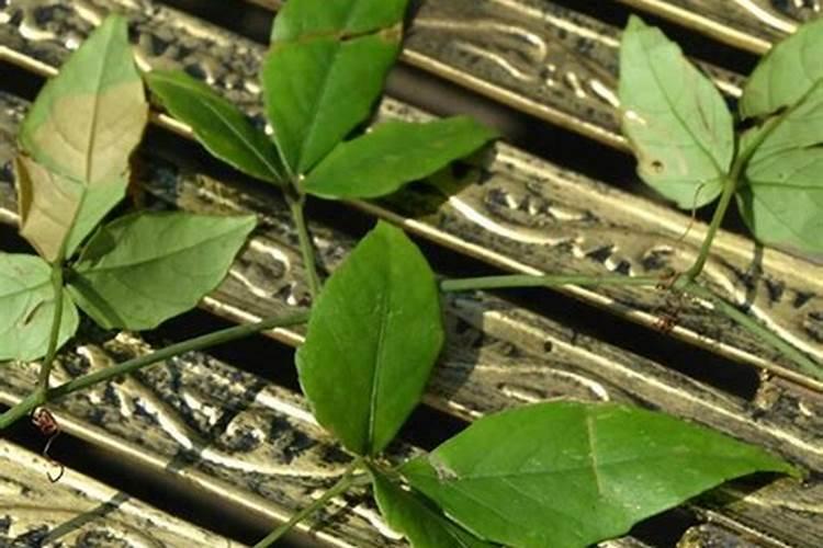 玉米两到三叶需要喷施叶面肥吗？如果需要用什么叶面肥好