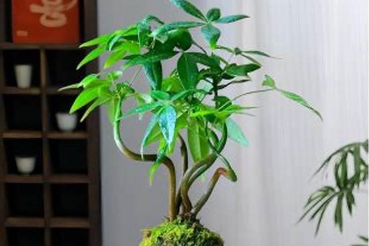 发财树从根部长叶子,我要怎么办