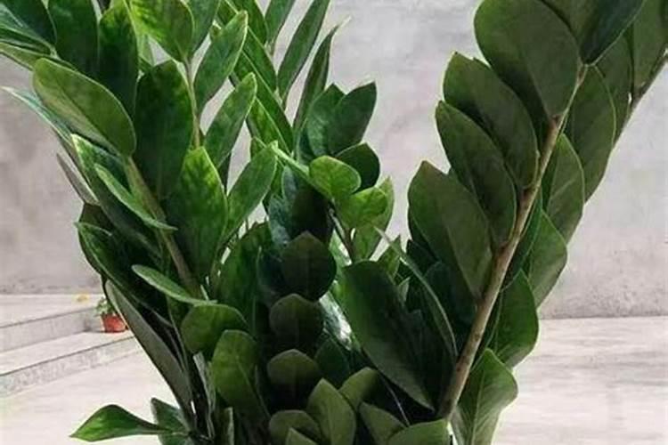 梨树打药多了,现在叶子发黑,大量落叶,怎么办才能尽量不影响产量啊？谢谢...