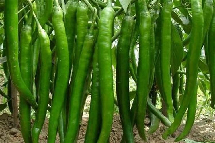 架豆多久施一次肥