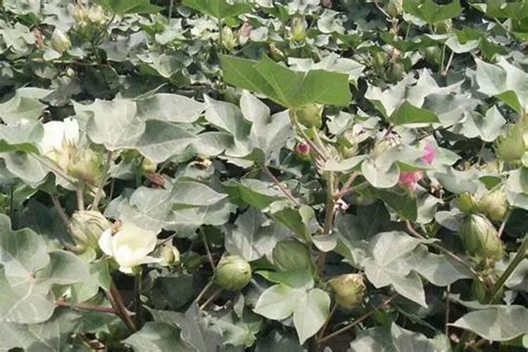 棉花后期需要什么肥料