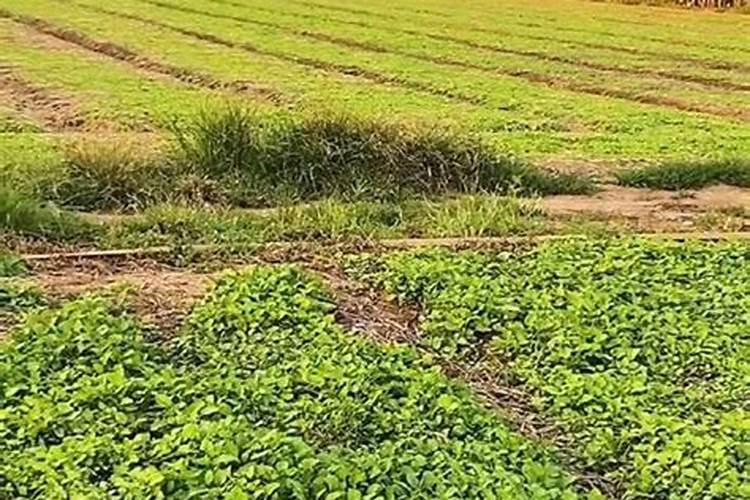 丹参用什么肥料最好