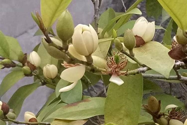 含笑花的花期是什么时候