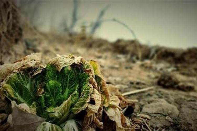 没用的菜叶怎么给花做肥料