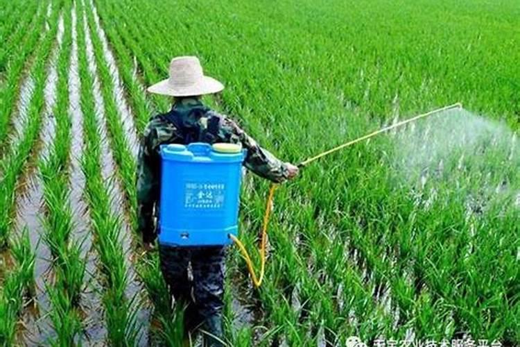 大豆打完除草剂多久可以打叶面肥水？