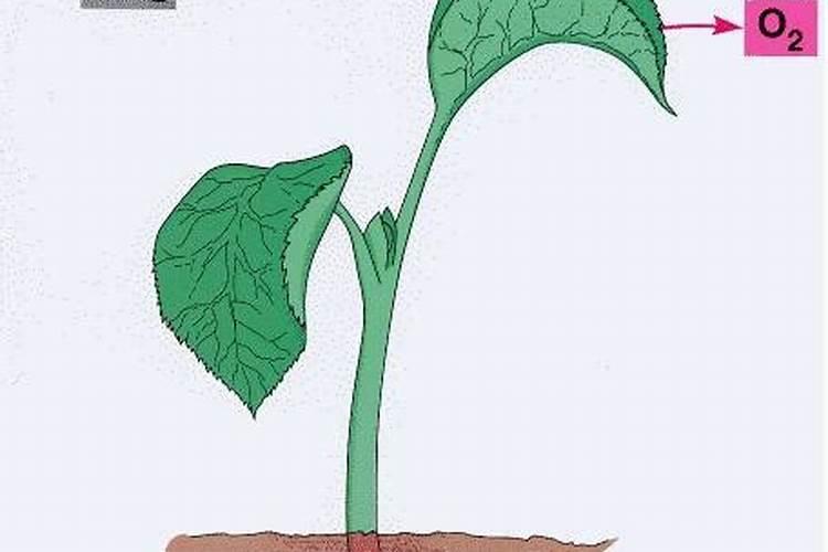 杨树浇水加尿素芸苔素加矿源黄腐酸钾的功效与作用和配方