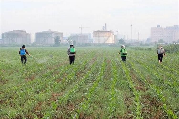 打完除草剂多久可以打叶面肥 怎样配制叶面肥