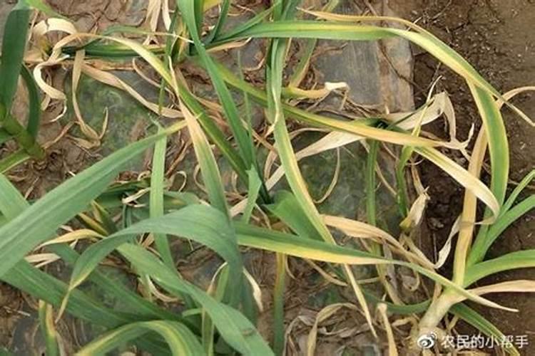 大蒜已抽苔打芸苔素能打吗？