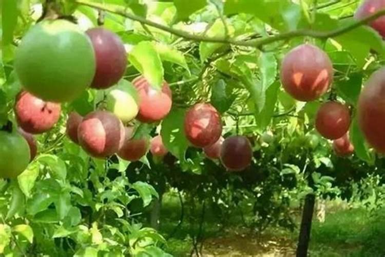 百香果怎么施肥