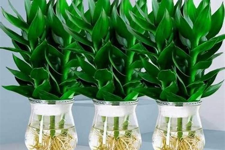 水养富贵竹没有生根可以放化肥吗1