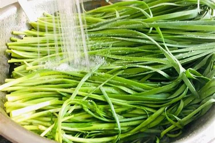 一斤白醋浇韭菜的方法