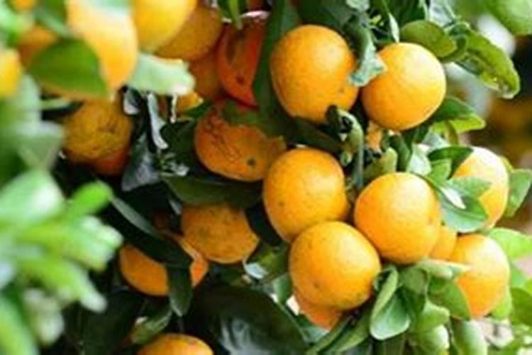 八月初沙糖桔还可以淋黄腐酸钾吗