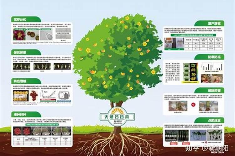 芸苔素内酯哪个厂家好