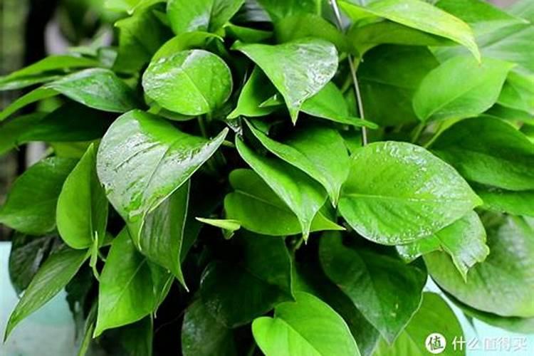 四季秋海棠施什么肥四季海棠开花时用施肥吗