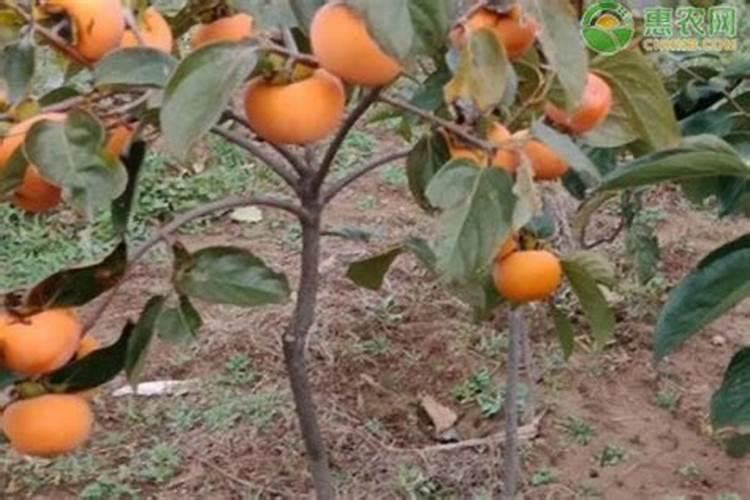 怎么防止柿子树落花落果