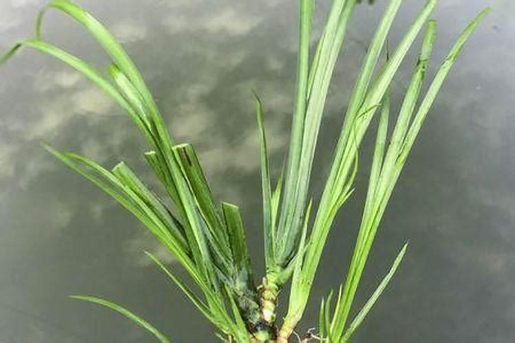 石菖蒲一亩施多少碳铵肥料