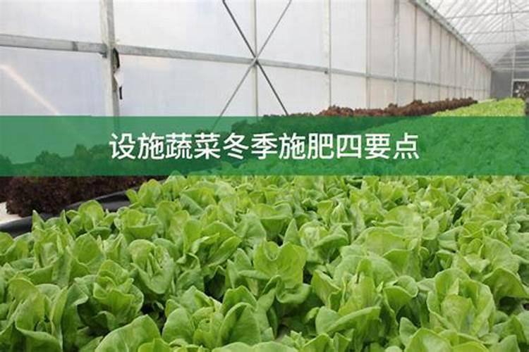 【冬季露天蔬菜种植】冬季露天蔬菜种植管理 冬季露地蔬菜栽培注意事项...