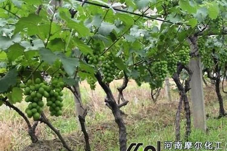 葡萄专用叶面肥哪种好？叶面肥品牌哪个好？叶面肥就用根小子!