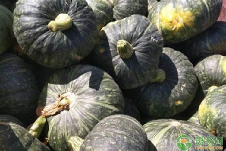 怎样根据南瓜需肥特点进行施肥？