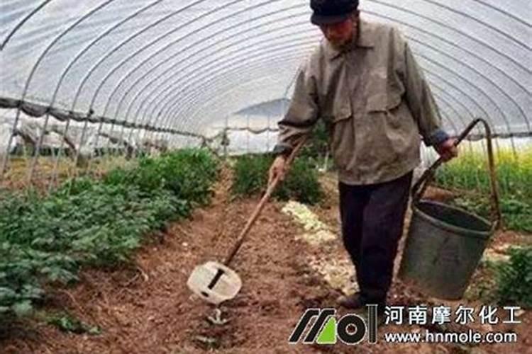 水溶肥菜地多久吸收完