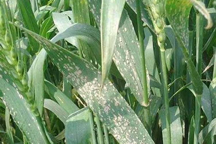 如何正确施用磷肥？