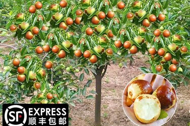 新栽的果树苗,枇杷,橙子树苗,多久可以施肥!