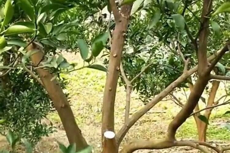 橘子树冬天施什么肥