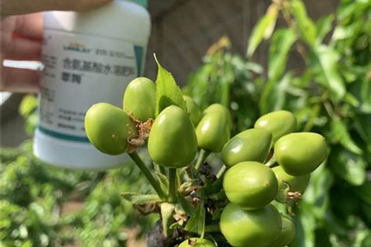 大量元素水溶肥料和含氨基酸水溶肥拌种